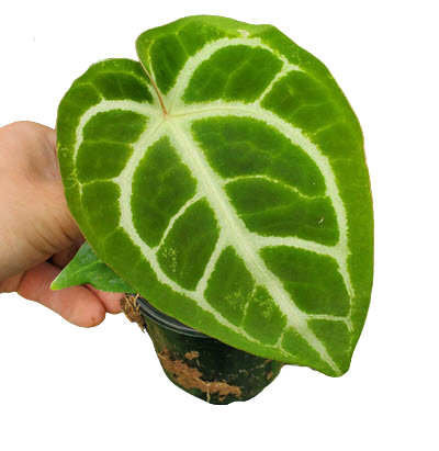 4" Anthurium Magnificum